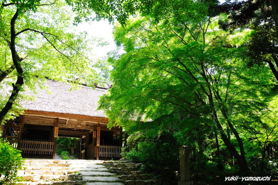 阿弥陀寺新緑01.jpg