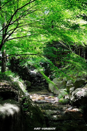 阿弥陀寺新緑02.jpg