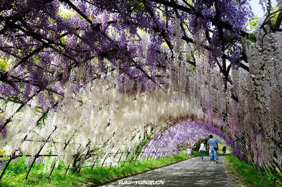 河内藤園03.jpg