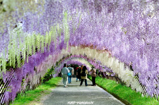 河内藤園06.jpg