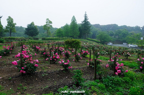 江汐公園バラ04.jpg