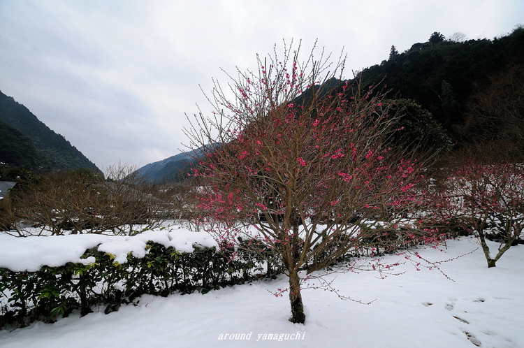 萩梅林園01.jpg