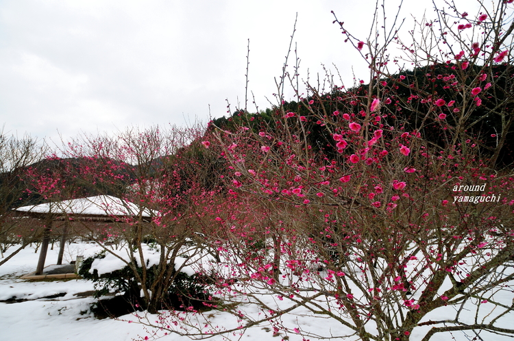萩梅林園07.jpg
