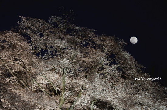 100年桜04.jpg