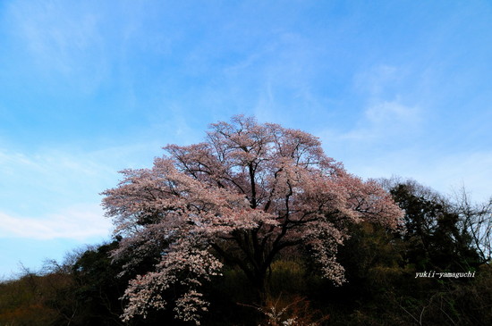 100年桜07.jpg