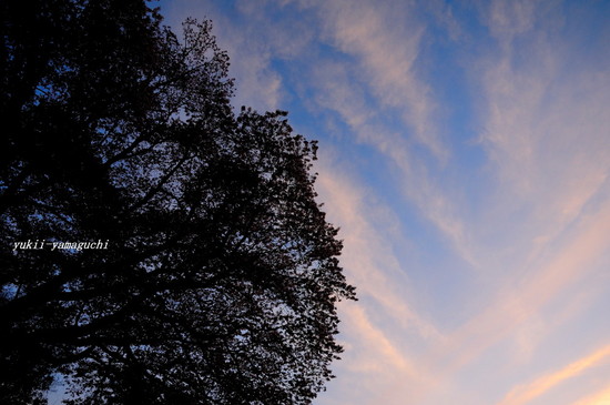 100年桜08.jpg