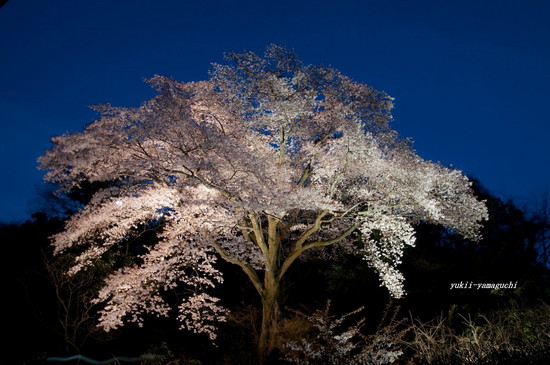 100年桜11.jpg