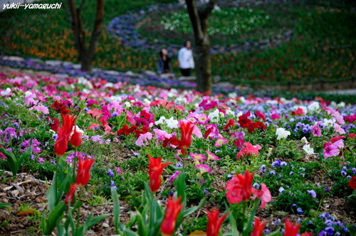 トルコチューリップ園04.jpg