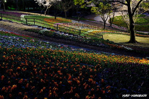 トルコチューリップ園09.jpg