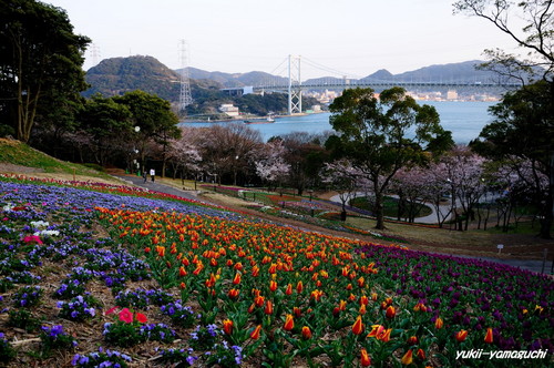 トルコチューリップ園11.jpg