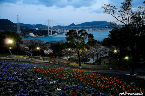 トルコチューリップ園12.jpg