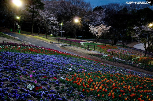 トルコチューリップ園13.jpg
