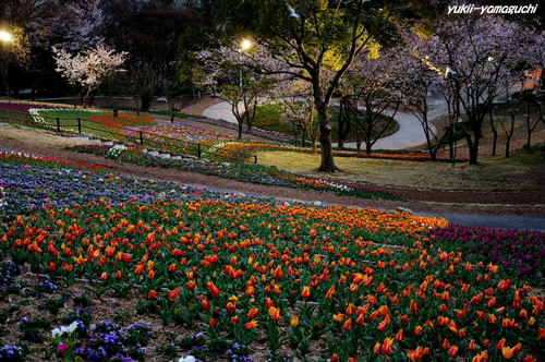 トルコチューリップ園14.jpg