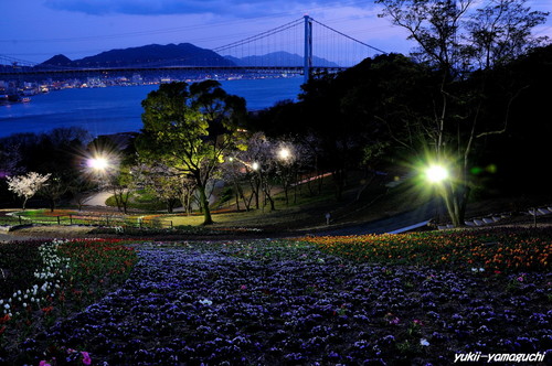 トルコチューリップ園15.jpg