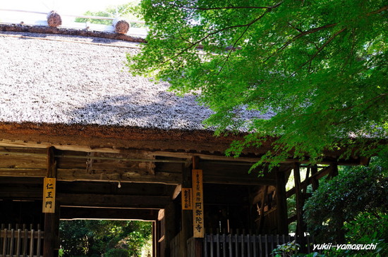 阿弥陀寺0001.jpg
