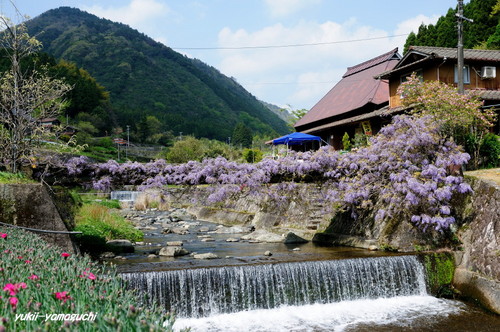 愛のふじ橋01.jpg