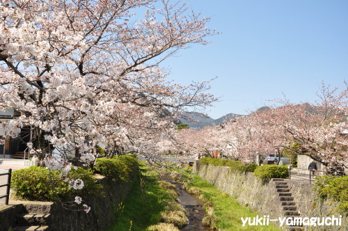 一の坂川01.jpg