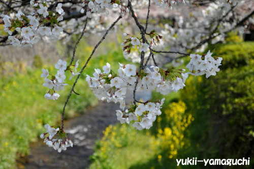 一の坂川02.jpg