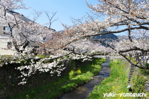 一の坂川03.jpg
