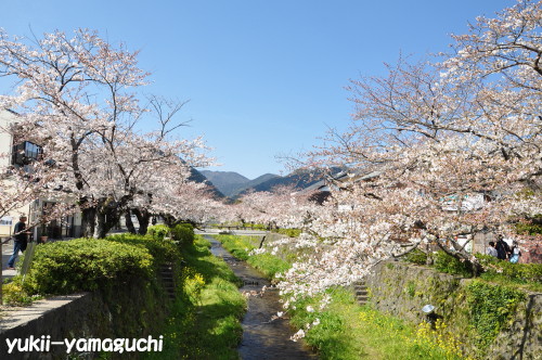 一の坂川04.jpg