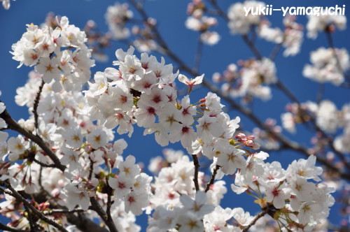 一の坂川06.jpg