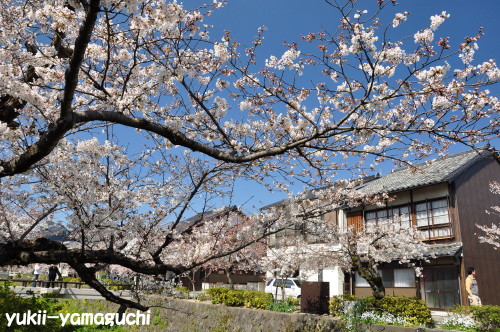 一の坂川07.jpg