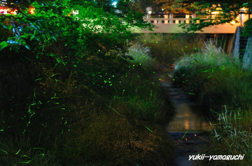 一の坂川ホタル05.jpg
