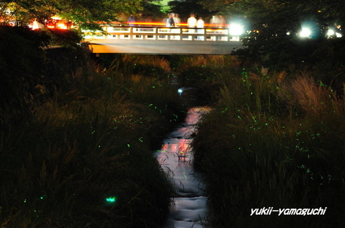 一の坂川ホタル08.jpg