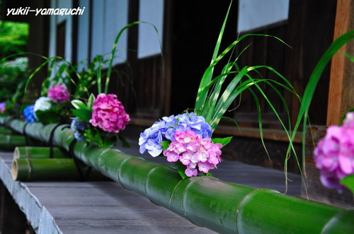 花供養01.jpg