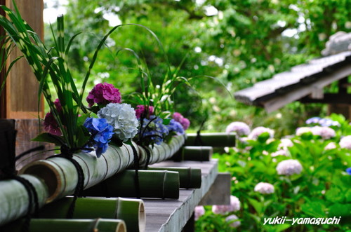 花供養02.jpg