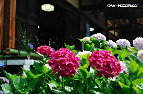 花供養04.jpg