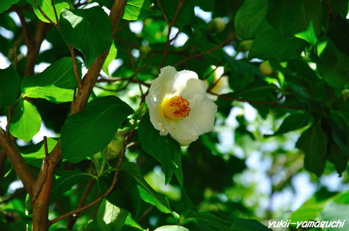 花供養07.jpg