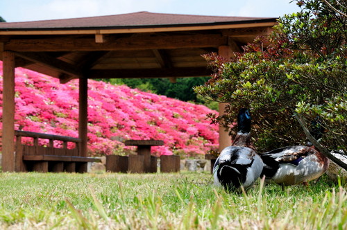 管無田公園 124.JPG