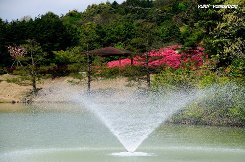 管無田公園つつじ04.jpg