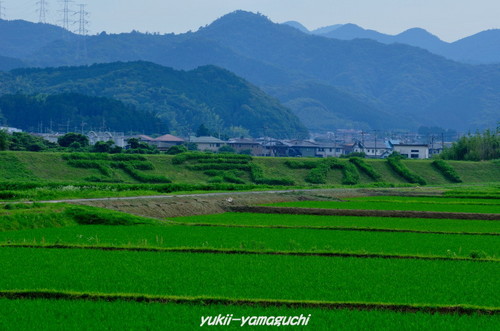 菊川01.jpg