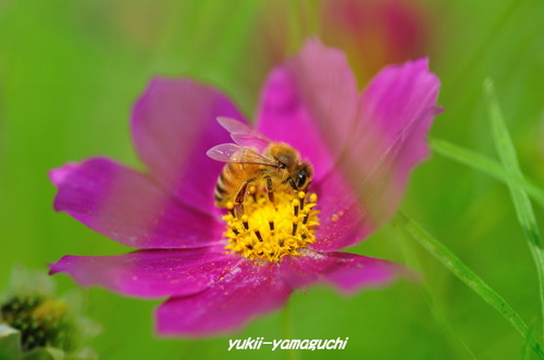 菊川03.jpg