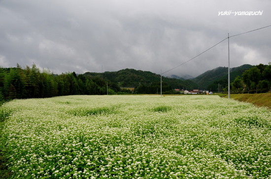 蕎麦の花01.jpg