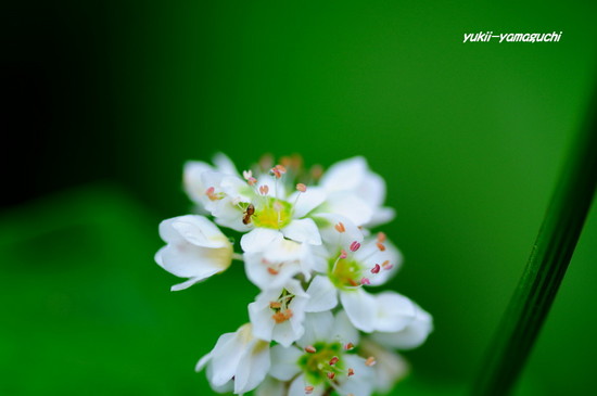 蕎麦の花03.jpg