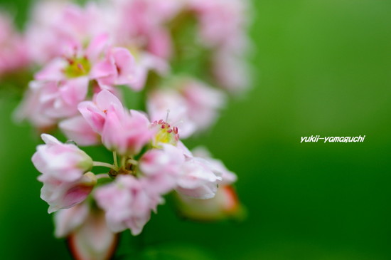 蕎麦の花06.jpg
