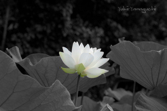 源久寺 040_edited-1.jpg