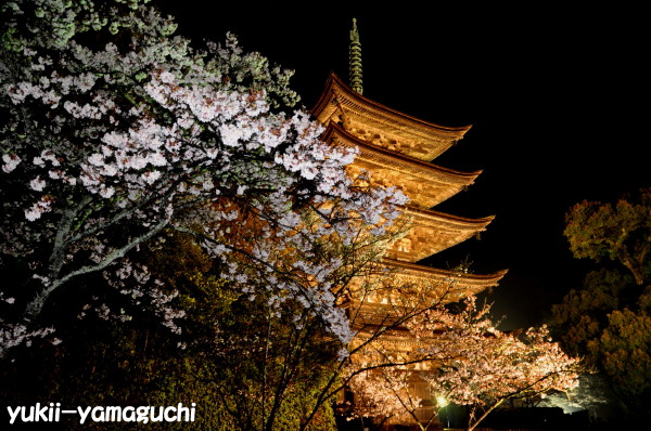 瑠璃光寺五重塔ライトアップと桜 Around Yamaguchi