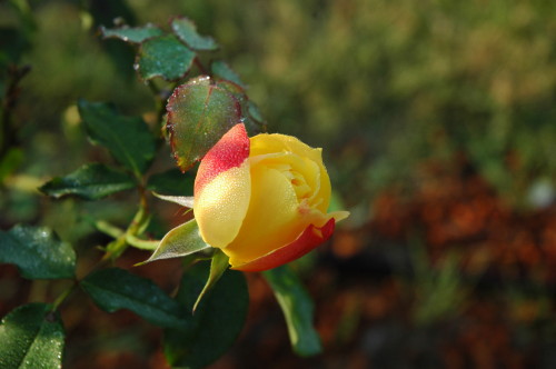 江汐公園 025.JPG