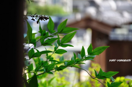 山口菜香亭03.jpg