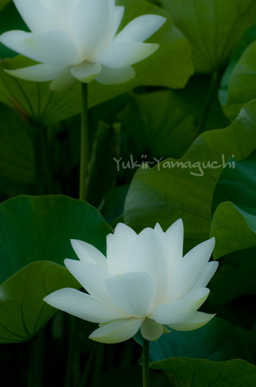 周防国分寺・源久寺 062_edited-1.jpg