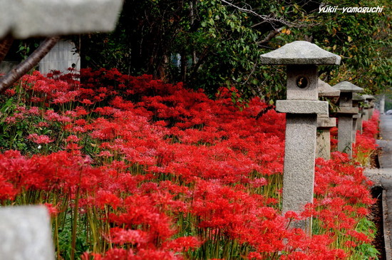 小鯖八幡宮01.jpg