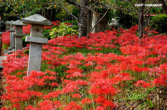 小鯖八幡宮02.jpg
