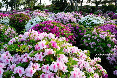 常盤公園11.jpg