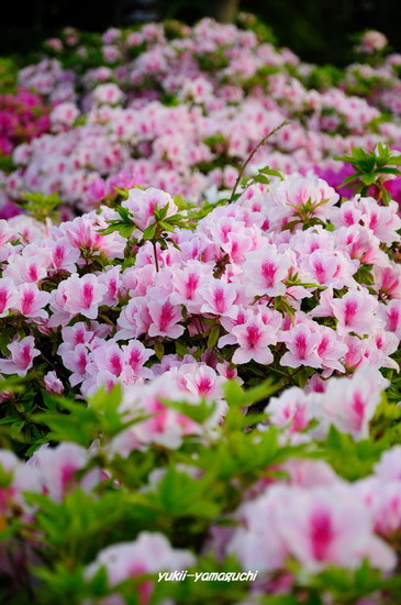 常盤公園12.jpg