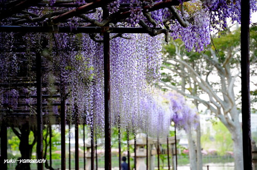 常盤公園13.jpg