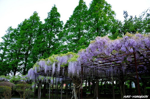 常盤公園14.jpg